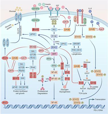 Mutual connected IL-6, EGFR and LIN28/Let7-related mechanisms modulate PD-L1 and IGF upregulation in HNSCC using immunotherapy